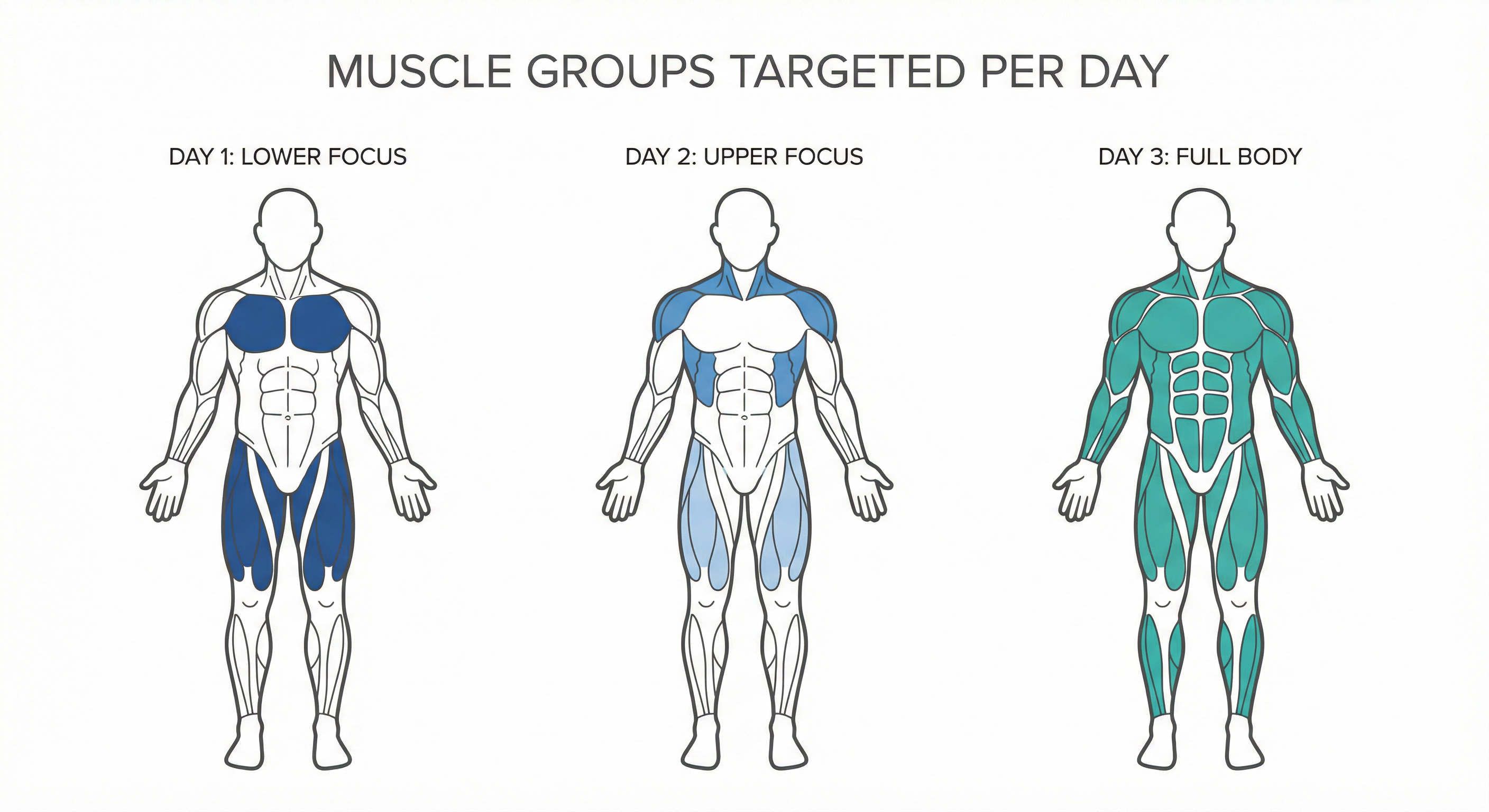 Muscle Groups Targeted Per Day